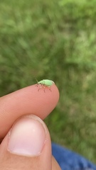 Phyllobius virideaeris