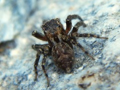 Mexigonus morosus