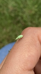 Phyllobius virideaeris