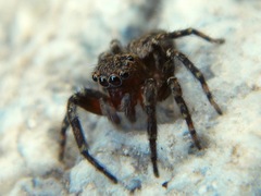 Mexigonus morosus
