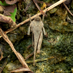 Systolederus ridleyi