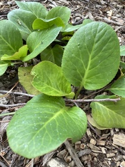 Bergenia