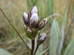 Gentianella corymbosa