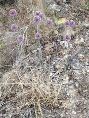 Allium polyanthum