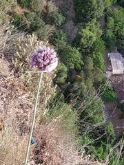 Allium polyanthum