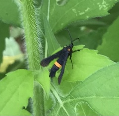 Sannina uroceriformis