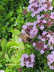 Apis mellifera