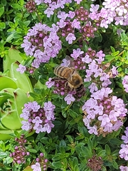 Apis mellifera