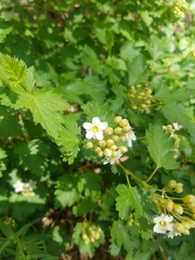 Physocarpus malvaceus