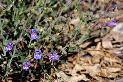 Saccanthera