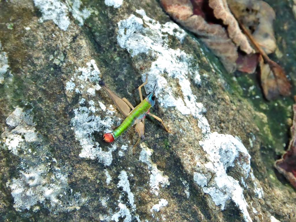 Episactus brunneri