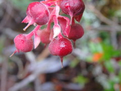 Gaultheria erecta