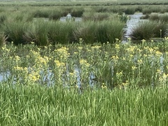 Tephroseris palustris