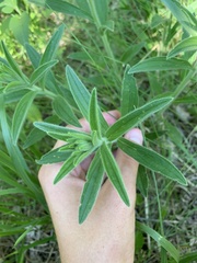 Lithospermum occidentale