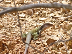 Aspidoscelis motaguae