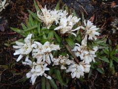 Hypochaeris sessiliflora