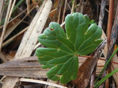 Geranium multiceps