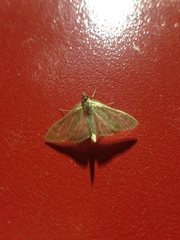 Paratalanta pandalis