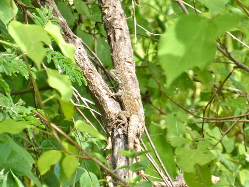 Motagua Spiny-tailed Iguana, Ctenosaura palearis