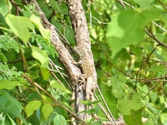 Ctenosaura palearis