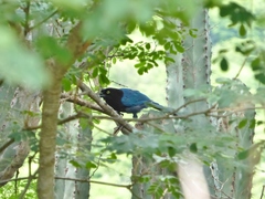 Cyanocorax melanocyaneus