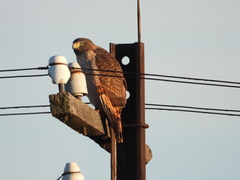 Rupornis magnirostris