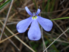 Lobelia tenera