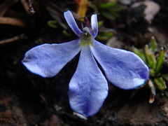 Lobelia tenera
