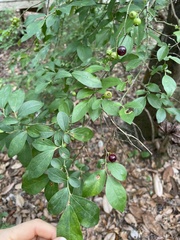 Vaccinium fuscatum image