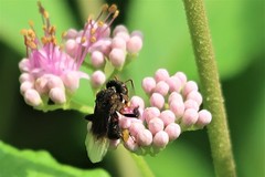 Homotrigona apicalis