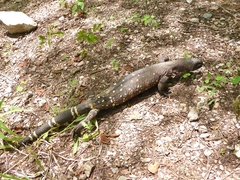 Heloderma charlesbogerti