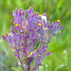 Senecio conyzifolius