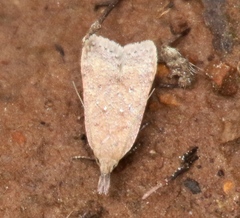 Dichomeris ventrellus