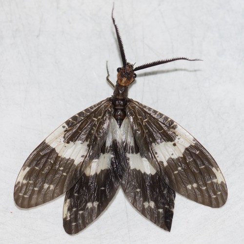 Banded Dark Fishfly