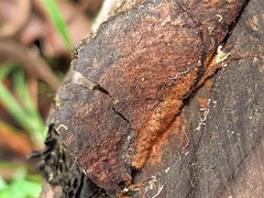 Fungi