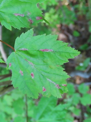 Aculus