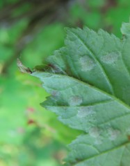 Aculus