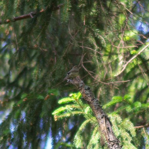 Greenish Warbler, Выборгский р-н, Ленинградская обл., Россия, photo 9 of 10