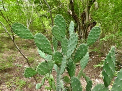 Opuntia guatemalensis