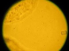 Pleurotus parsonsiae