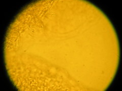 Pleurotus parsonsiae