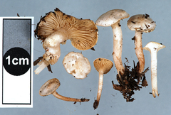 Ripartites helomorphus