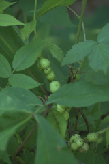 Phylloxera caryaecaulis