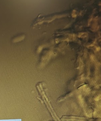 Pleurotus parsonsiae