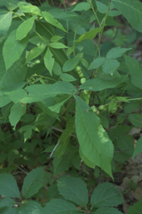 Phylloxera caryaecaulis