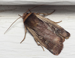Ochropleura implecta