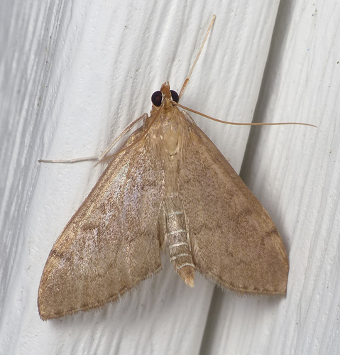 Anania mysippusalis photo 5