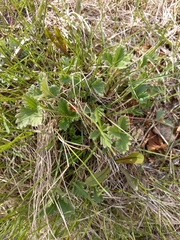 Potentilla fragiformis