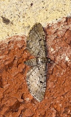 Eupithecia intricata
