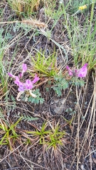 Astragalus suffruticosus